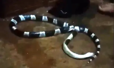 Đang ngủ, bé gái bị rắn độc chui từ điều hòa ra cắn