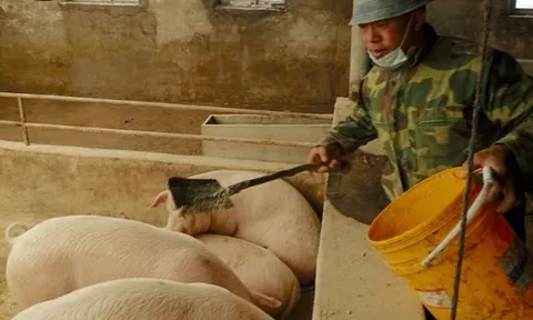 Trung Quốc ‘dằn mặt’ lên một mặt hàng của Mỹ: Sắp cắt giảm nhập khẩu hàng triệu tấn hàng, người chăn nuôi lo ngại bị ảnh hưởng