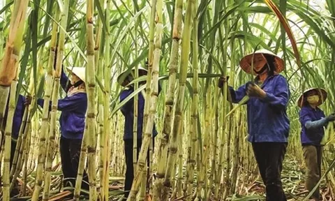 Đường tồn đọng chưa từng có, nhiều nhà máy 'cháy' kho