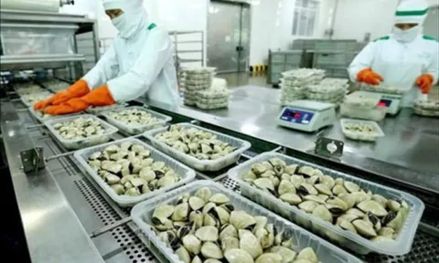 Trung Quốc chi 8 triệu USD mua nghêu Việt Nam