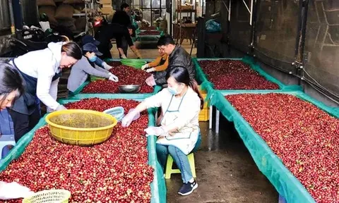 Lý do giá cà phê lao dốc