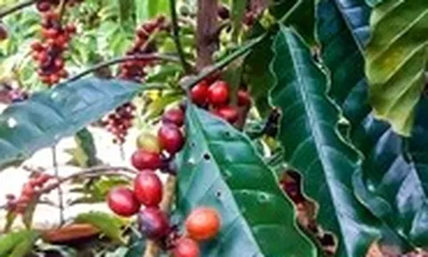Giá cà phê bất ngờ bật tăng sau chuỗi ngày giảm liên tục