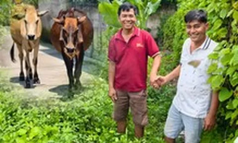Hai con bò đi lạc và cái kết có hậu