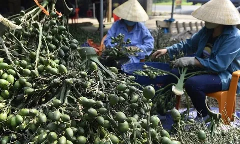Việt Nam nhập khẩu rất nhiều cau Trung Quốc làm gì?