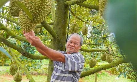 Hình ảnh nông dân Bà Rịa - Vũng Tàu tất bật thu hoạch sầu riêng xuất khẩu đi Trung Quốc