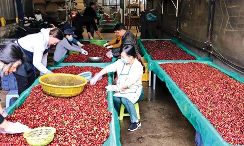 Lý do giá cà phê lao dốc
