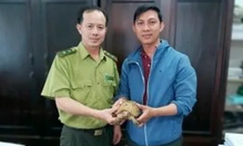 Rùa núi vàng đi lạc, được người dân tập thể dục bắt được giao cho kiểm lâm