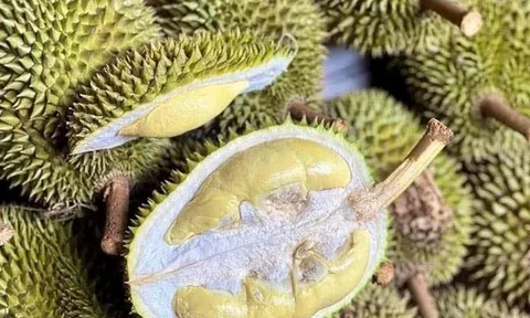 Sầu riêng giống cổ Chuồng Bò, Sáu Hữu bất ngờ được chuộng