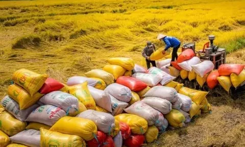 6 tháng đầu năm, Việt Nam xuất khẩu gần 5 triệu tấn gạo