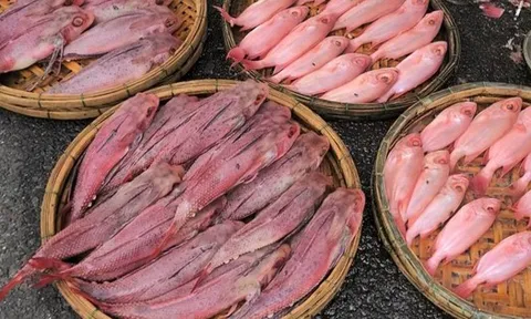 Cá "nhuộm phẩm" ở Đà Nẵng là do được rửa bằng nước ngọt có màu?