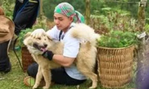 Gấu - chú chó đáng yêu trong Gia đình Haha, là 'tứ đại quốc khuyển'