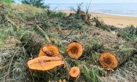 Chủ tịch tỉnh Hà Tĩnh chỉ đạo 'nóng' sau vụ người dân chặt cây phi lao trong rừng phòng hộ