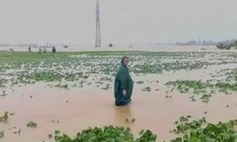 Hơn 700 ngôi nhà ở Quảng Nam bị ngập, hàng ngàn hecta đất trồng chìm trong nước lũ