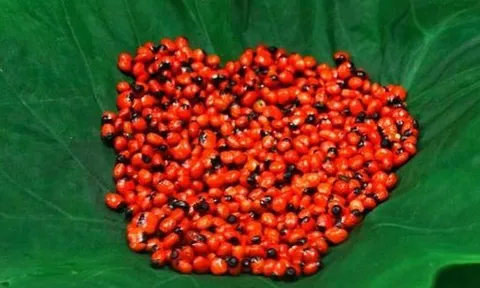 Loại hạt đắt đỏ bậc nhất thế giới, giá 240 triệu đồng/kg, chỉ duy nhất Việt Nam mới có