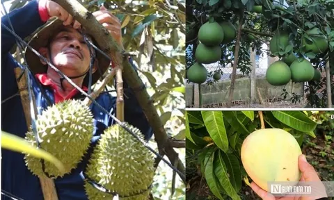 Nâng tầm nông sản Đồng Nai – Kỳ 1: Rộng đất, dày tiềm năng nhưng chưa “hóa vàng"