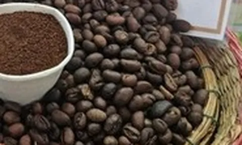 Giá cà phê Việt giảm theo đà giá thế giới, có giảm thêm?