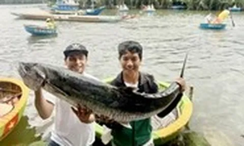 Nghề 'câu chơi, trúng thật' ở Đà Nẵng