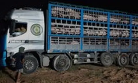 Kiểm tra xe tải, phát hiện hàng trăm con heo nhiễm dịch tả heo châu Phi