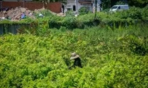 Dự án cải tạo kênh Tham Lương - Bến Cát - rạch Nước Lên chậm: Nơi thảm nhựa, nơi cây cỏ quá đầu