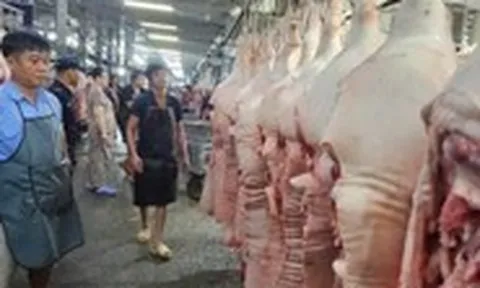 Giá heo liên tục giảm do ảnh hưởng dịch bệnh?