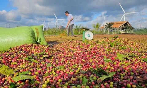 Một doanh nghiệp nhận ký gửi nông sản bị tố chiếm đoạt số tiền 'khủng'