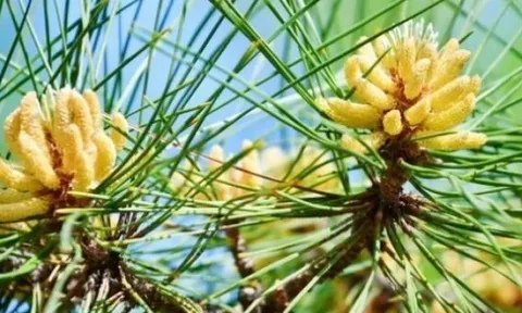 “Vàng ròng” bị lãng quên ở quê, gom bán thu tiền triệu/kg