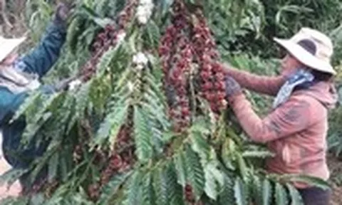Giá cà phê diễn biến trái chiều, lo ngại giá có thể giảm thêm