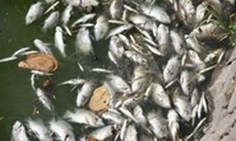Nắng nóng quá mức cá chết trắng mặt hồ Nam Lý?