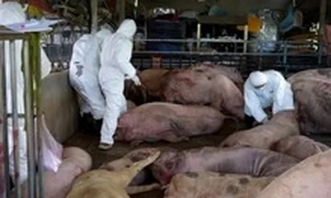 Đang tuồn heo từ điểm dịch tả heo châu Phi ra ngoài thì công an phát hiện