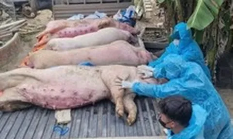 Người dân nói phải trả tiền để tiêu hủy heo chết do dịch tả, công an vào cuộc làm rõ