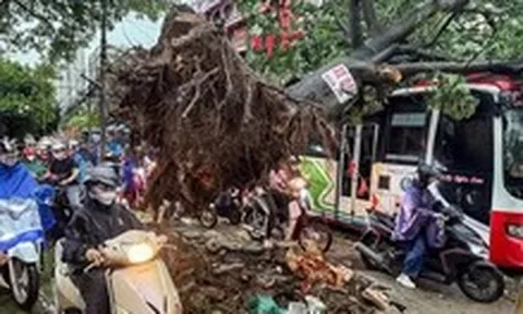Dông lốc ở Hà Nội quật ngã nhiều cây xanh, cột điện