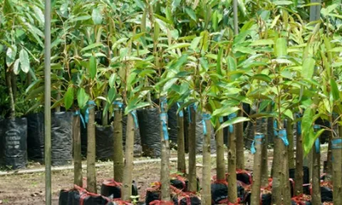 Không phải sầu riêng, cứu tinh từ Capuchia đổ bộ giúp Việt Nam đua với Thái Lan: Là 'cây quý' thu về hàng tỷ USD mỗi năm, Trung Quốc liên tục săn lùng