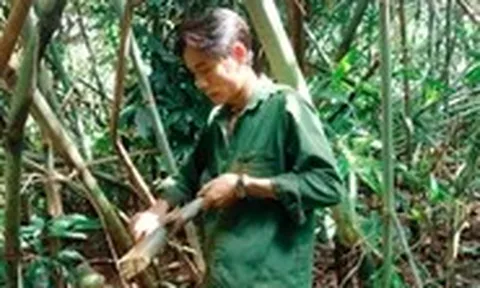 Mùa săn măng