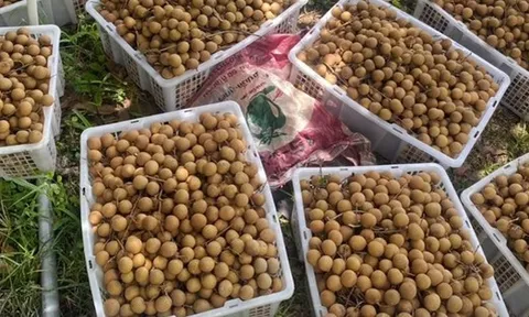 Không phải sầu riêng, một loại quả đang khiến nông dân Thái Lan rơi vào cảnh ‘sầu’: Sản lượng tăng nóng khiến giá giảm mạnh, Chính phủ vừa chi 1 tỷ baht để giải cứu