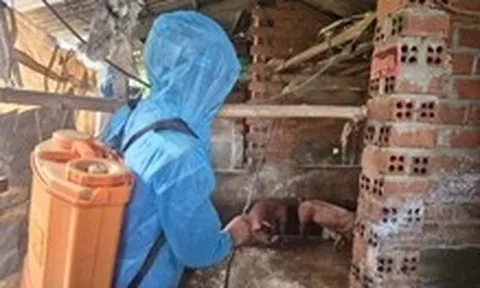 Mẫu xác heo thả trôi trên mương tại Đắk Lắk dương tính với vi rút dịch tả heo châu Phi