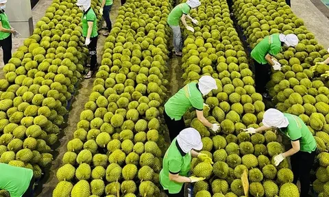 Sầu riêng Việt Nam sắp 'lên đời'
