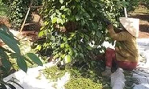 Thu 1 đồng nhưng phải hoàn đến 39 đồng, đến lượt ngành hồ tiêu kiến nghị bỏ thuế VAT