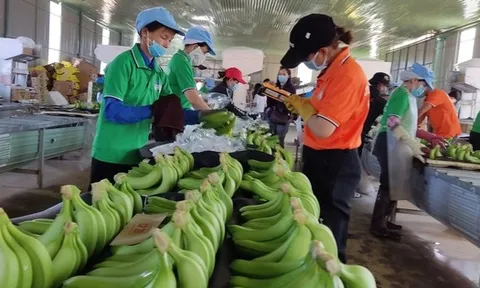 Xuất khẩu chuối với giấc mơ tỉ đô