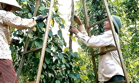 Doanh nghiệp xuất khẩu hồ tiêu lại gặp khó vì giấy chứng nhận