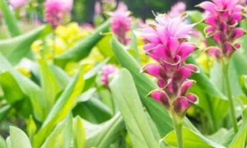 Việt Nam sở hữu một mặt hàng được mệnh danh ‘mỏ vàng vùi dưới lòng đất’: Thu về hơn 40 triệu USD kể từ đầu năm, 110 doanh nghiệp đang tham gia ‘đào vàng’