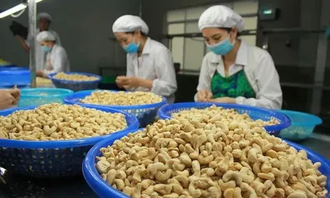 Kim ngạch xuất khẩu hạt điều tăng mạnh
