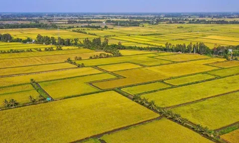 Giá gạo Việt Nam đang cao nhất thế giới, dự đoán còn tăng bất ngờ