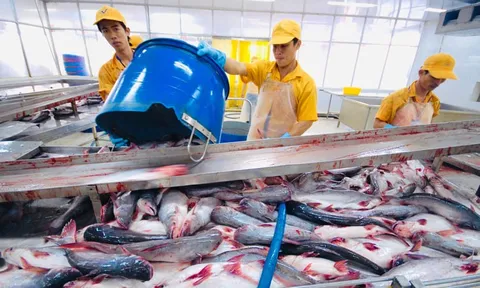Báu vật dưới nước của Việt Nam: Cán mốc hơn tỷ đô; một doanh nghiệp Việt cung ứng 300.000 tấn/năm