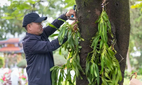 Đưa nhánh lan rừng về với liệt sĩ Trường Sơn