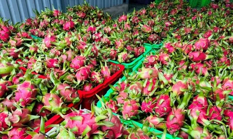 Đằng sau việc thanh long Việt Nam phụ thuộc một thị trường