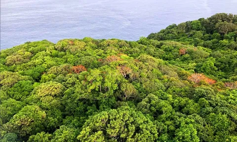 Côn Đảo tìm hiểu mô hình bán tín chỉ carbon từ rừng và biển