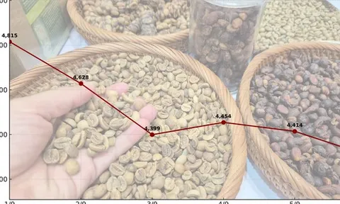 Giá cà phê hôm nay 6-9: Giảm 3 con số, tương lai thế nào?