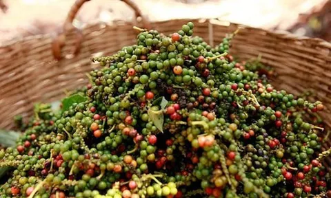 Giá hồ tiêu tiếp đà giảm, giữ mức trên 150.000 đồng/kg