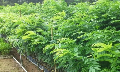 Việt Nam sở hữu “kho báu lộ thiên”, từng được trả giá hơn 1 triệu USD