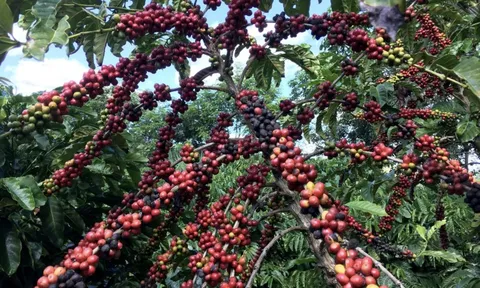 Ngành cà phê tăng trưởng 133% trên chợ mạng trong 6 tháng đầu năm